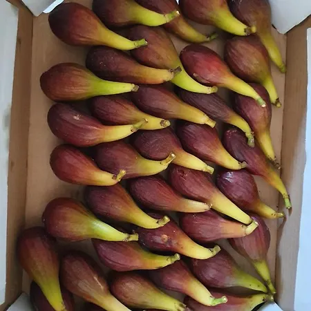 Bed & Breakfast Du Logis De La Mare Du Parc 3*