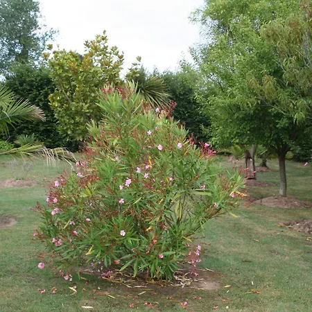 Du Logis De La Mare Du Parc Surtainville