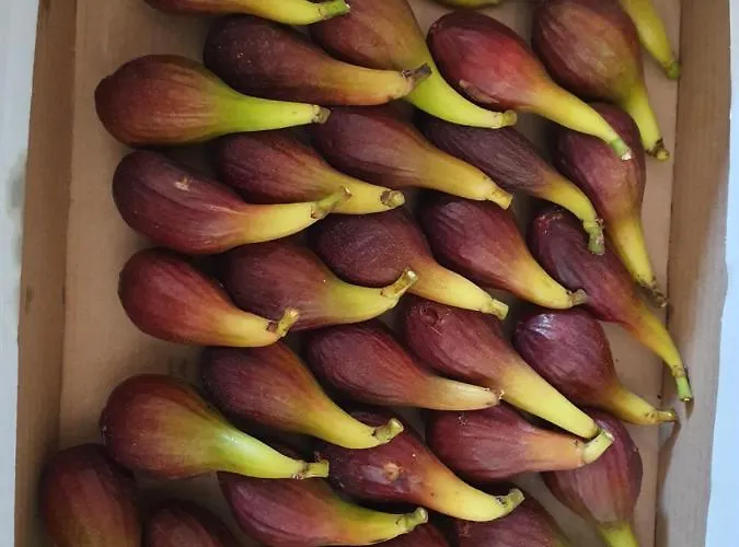 ベッド・アンド・ブレックファスト Du Logis De La Mare Du Parc 3*